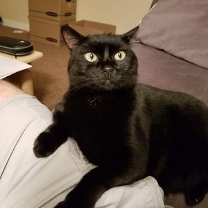 Meet your Posher, Boram